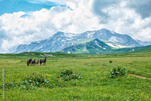 Wild horses grazing in mountain valley