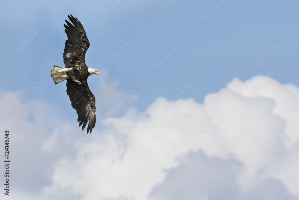 Obraz premium Bald Eagle in Flight Against Clouds