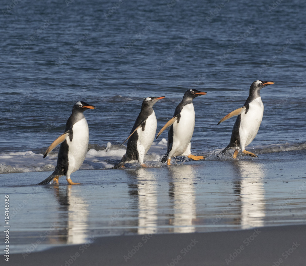 Fototapeta premium Gentoo Penguins Returning to the Shore
