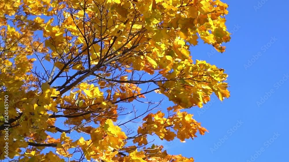 Sun shining through fall leaves blowing Sun shining through fall leaves blowing