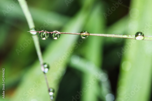 Fresh green grass with dew drops close up