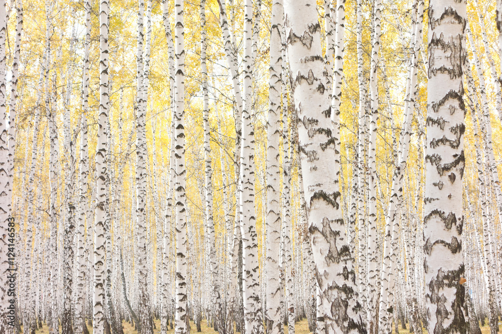 Obraz premium autumn birch forest