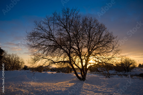Silhouette of a naked tree in a snowy sunset © Shai