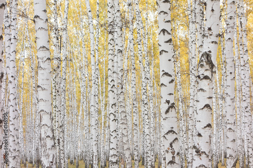 autumn birch forest