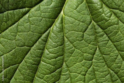 Green leaf vein texture