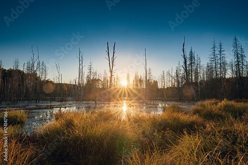 Fotografie, Obraz Dead forest in the marshland