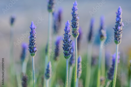 Lavenders flowers and beauty blurred background.