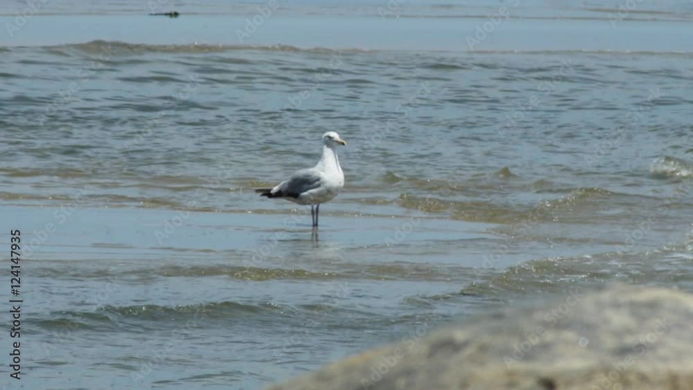 CU Seagull in the ocean, seascape. CU Seagull in the ocean, seascape.