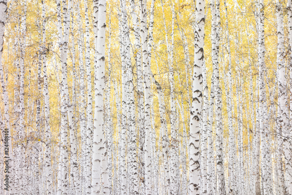 Fototapeta premium autumn birch forest