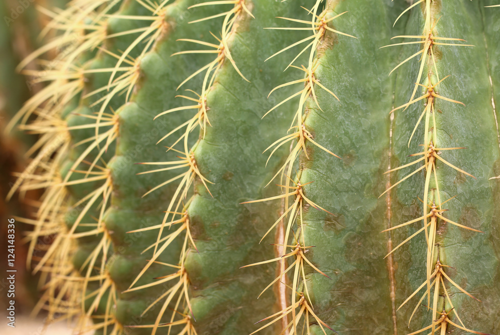 The Golden ball cactus, Echinocactus grusonii The Golden ball cactus, Echinocactus grusonii