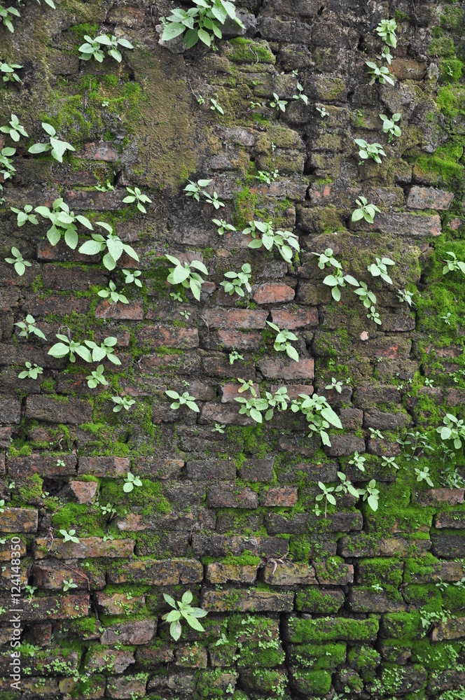 Fototapeta premium wall texture in thailand