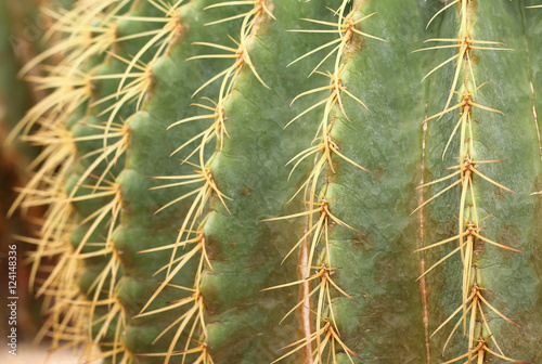 The Golden ball cactus  Echinocactus grusonii