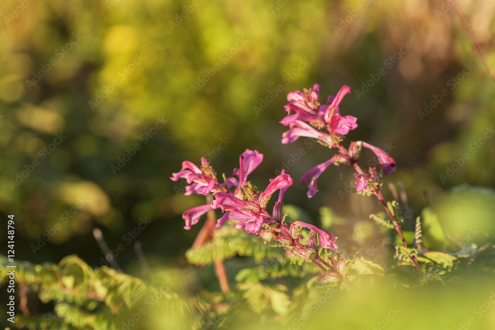 Chom Poo Chaing Dao is Rare flower of high mountain at Doi Luang Chom Poo Chaing Dao is Rare flower of high mountain at Doi Luang