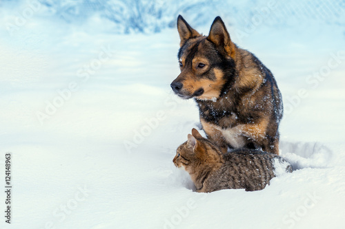 Cat and dog best friends. Cat and dog playing together outdoor on the snow in winter © vvvita