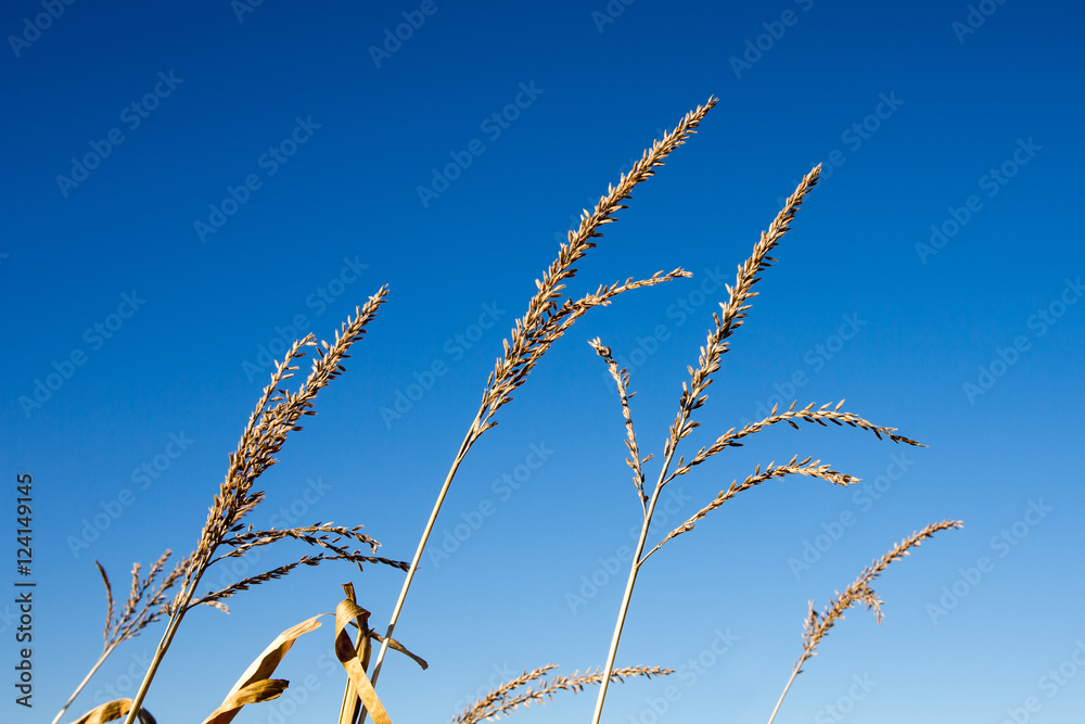 Naklejka premium Dry Corn Tassels Against Blue Sky