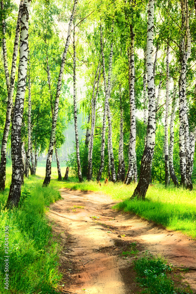 Obraz premium summer in birch forest