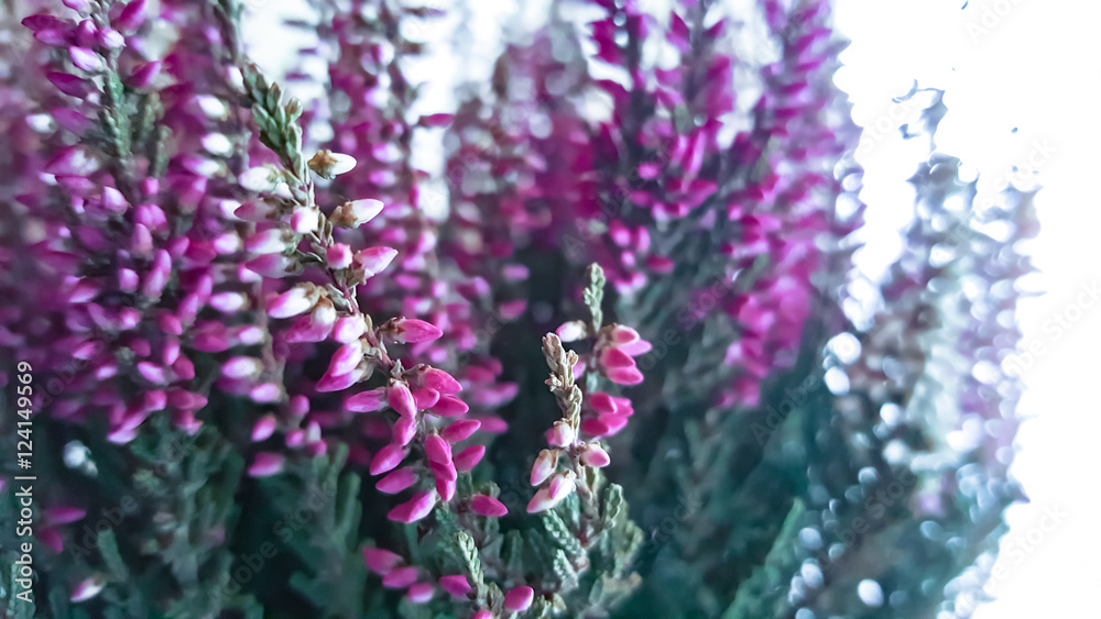 Obraz premium Erica carnea in flower