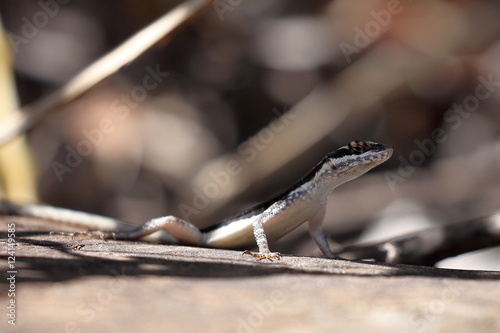 Eidechsen in der Caatinga von Brasilien photo