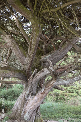 Force de la nature: effets du vent du large sur les pins du littoral.