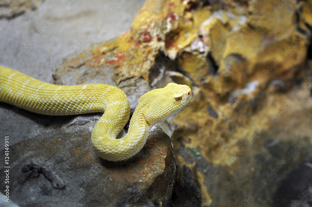 Obraz premium Serpente a sonagli giallo