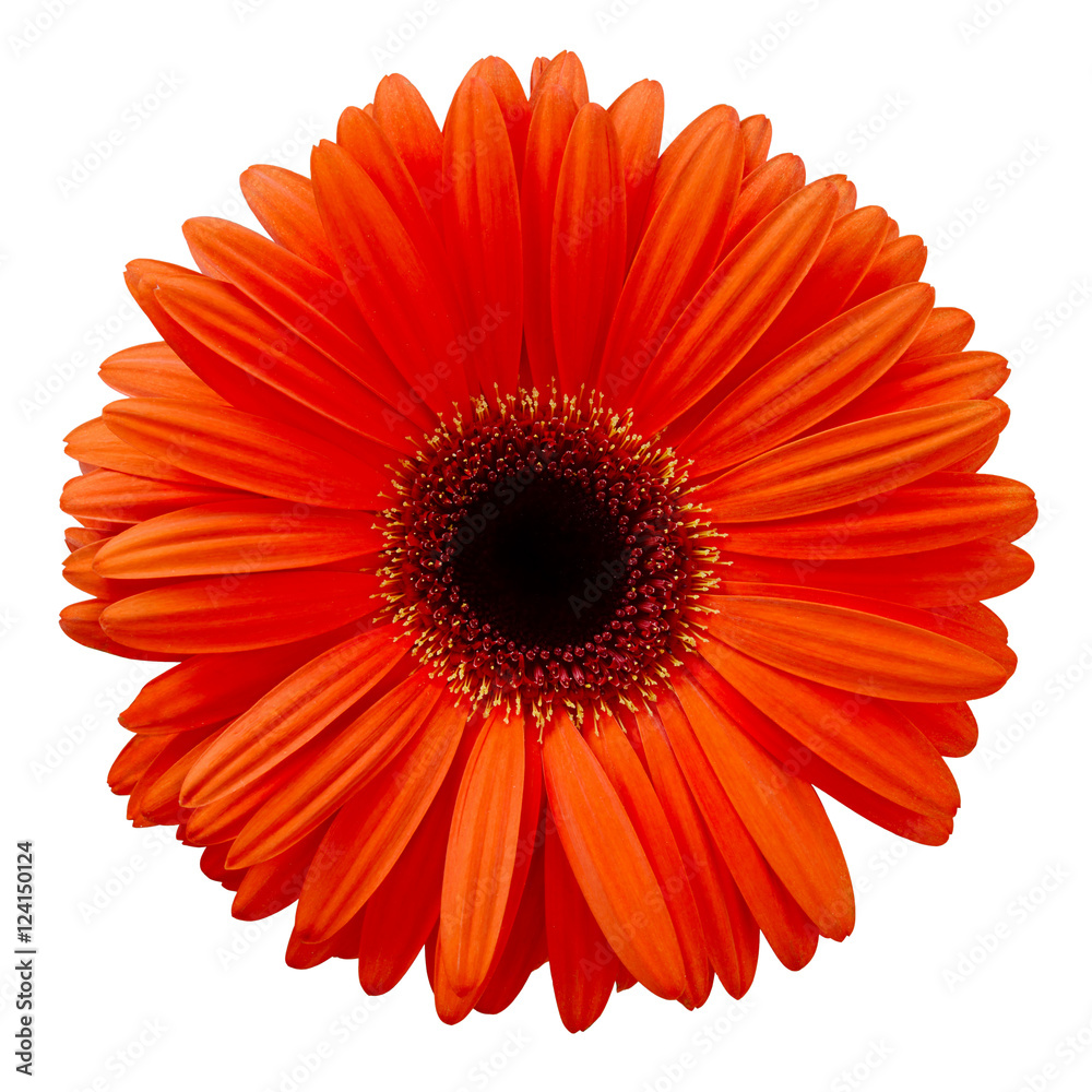 Orange gerbera flower Orange gerbera flower