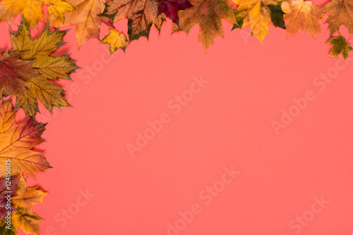 autumn leaves of a maple