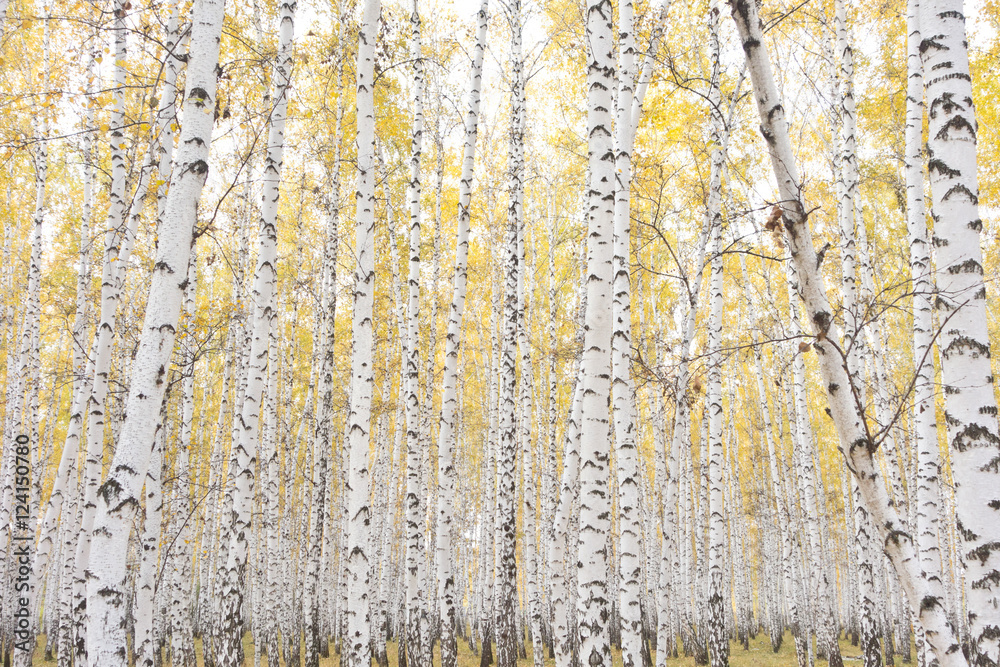 Obraz premium autumn birch forest
