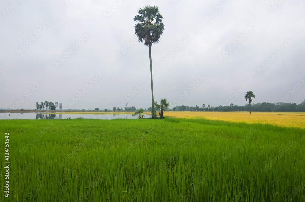 Φωτογραφία Palm trees reflection on rice field in floating season, Mekong Delta, An Giang p