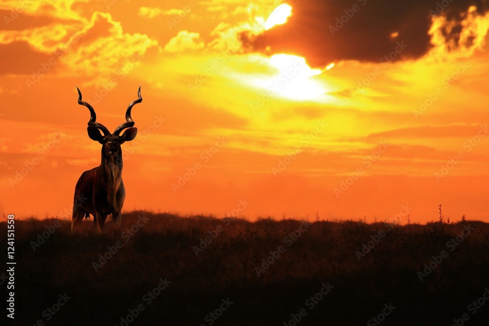 Kudu Bull - African Wildlife - Colors and Magnificent Nature