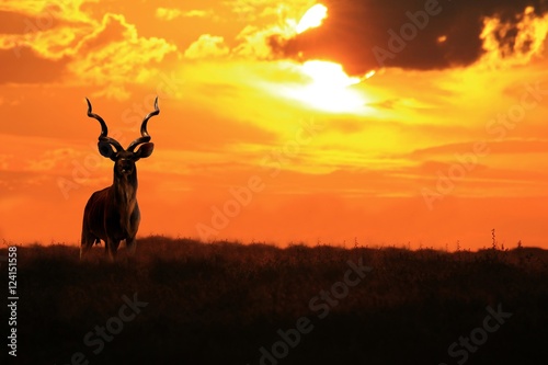 Kudu Bull - African Wildlife - Colors and Magnificent Nature photo