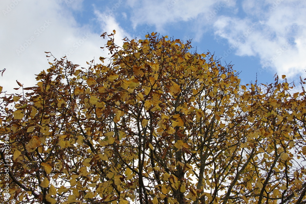 Obraz premium Nussbaum im Herbst