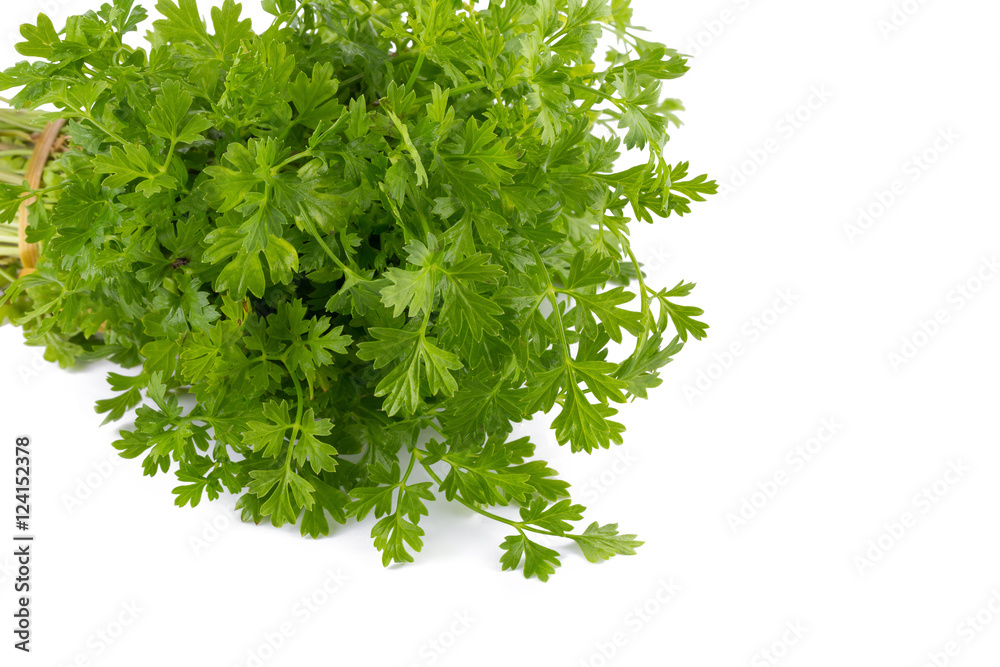 Bunch of fresh coriander leaves over white background. Bunch of fresh coriander leaves over white background.