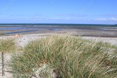 K  ste der Ostsee mit verdorrtem Gras im Vordergrund auf Fehmarn