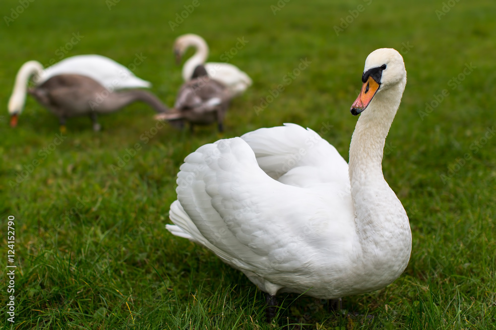 Obraz premium Swan mute family walking on grass.