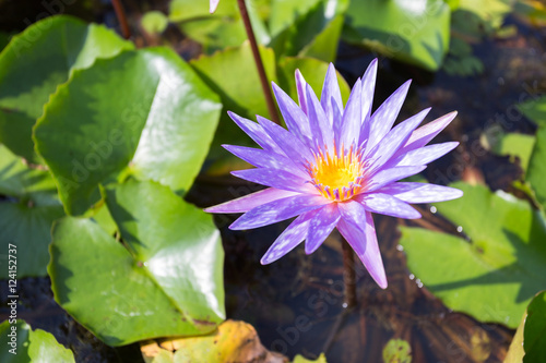 Lotus flower in pond.