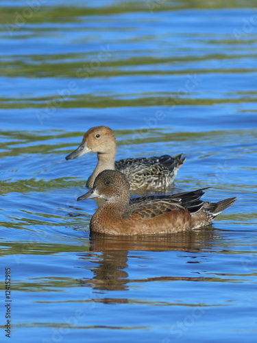 Ducks wigeon and pintail swim together