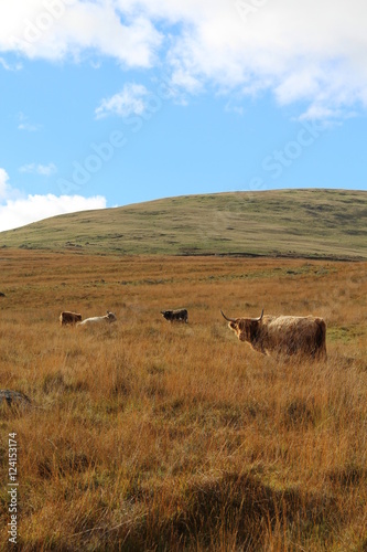 longhorn cows