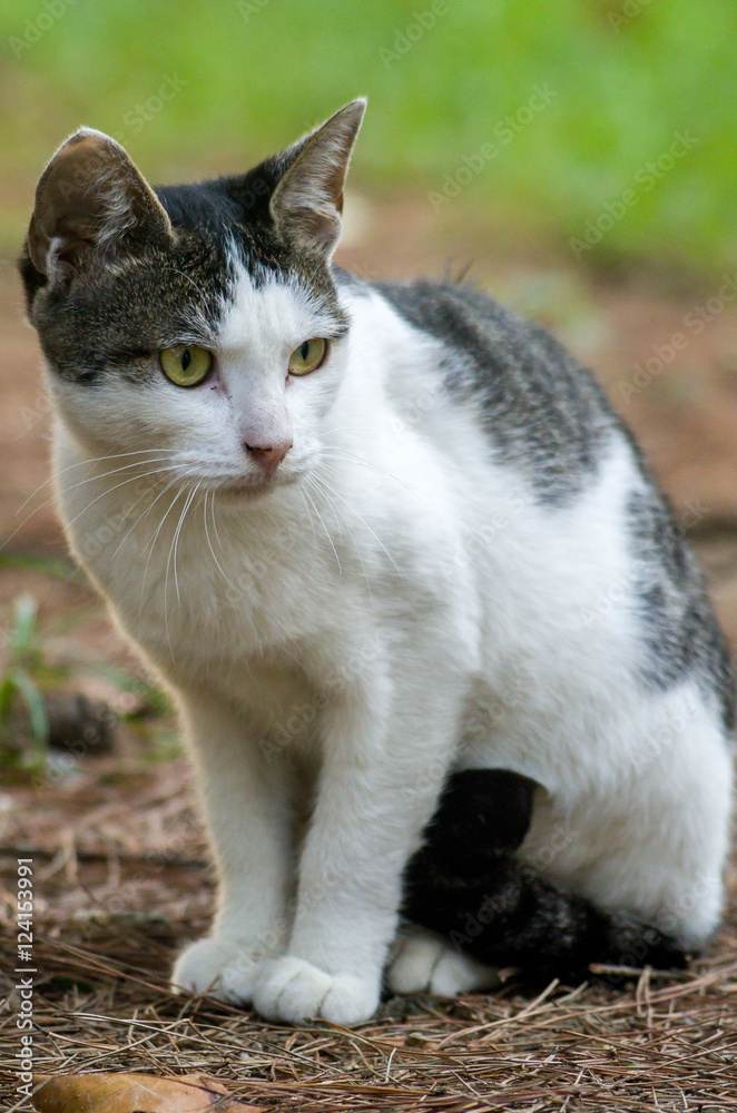 A juvenile stray cat