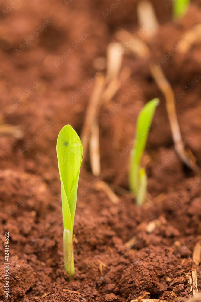 Fototapeta premium Corn seedling emergence in field