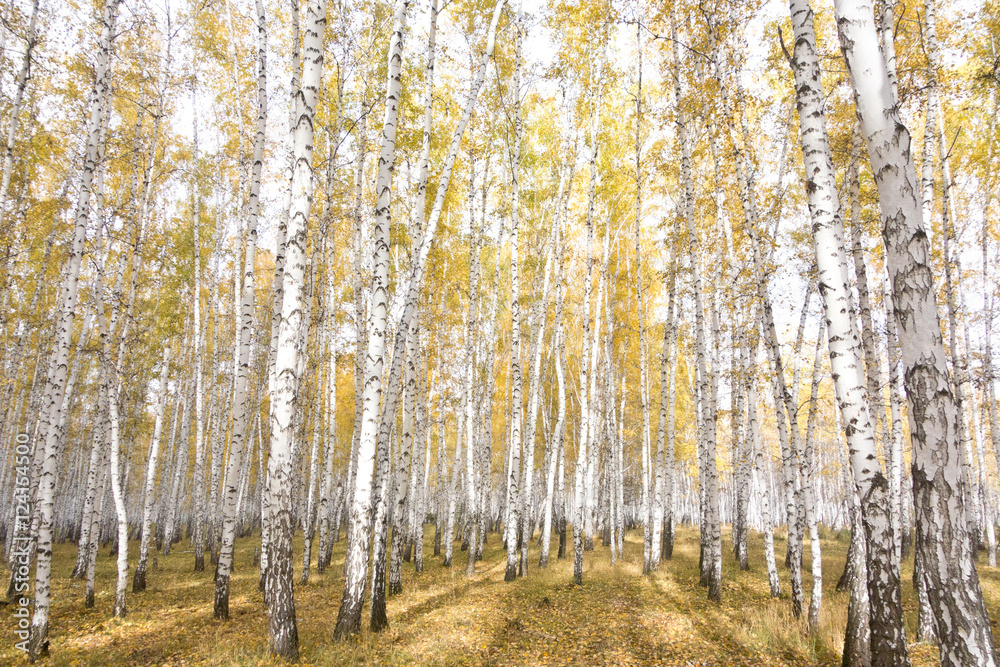 Fototapeta premium autumn birch forest