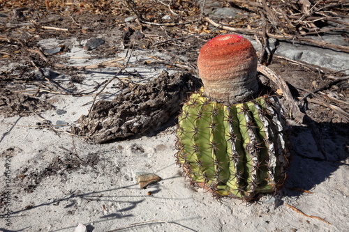 Melocactus Turk cap cactus  photo