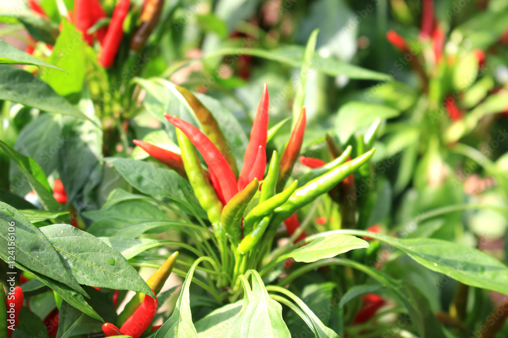 red hot pepper field