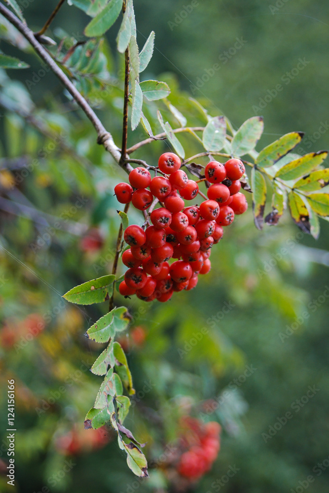 Sorbo degli uccellatori (Sorbus aucuparia) bacche rosse