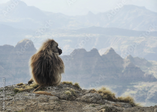 geladas in simien mountains