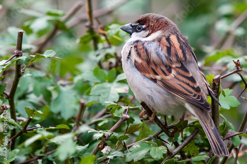 Männlicher Haussperling (Passer domesticus)