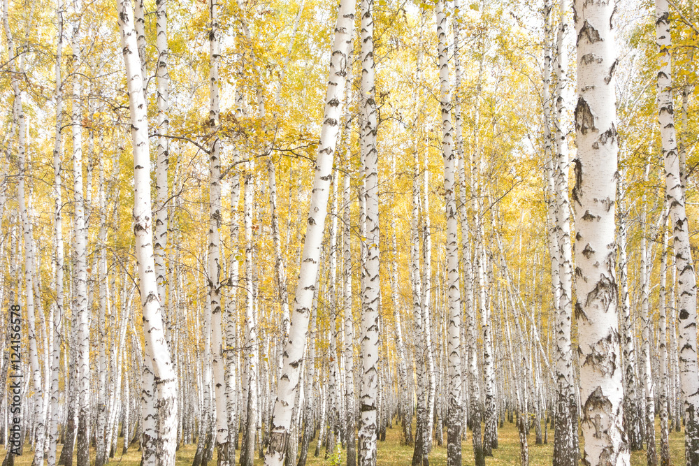 Obraz premium autumn birch forest