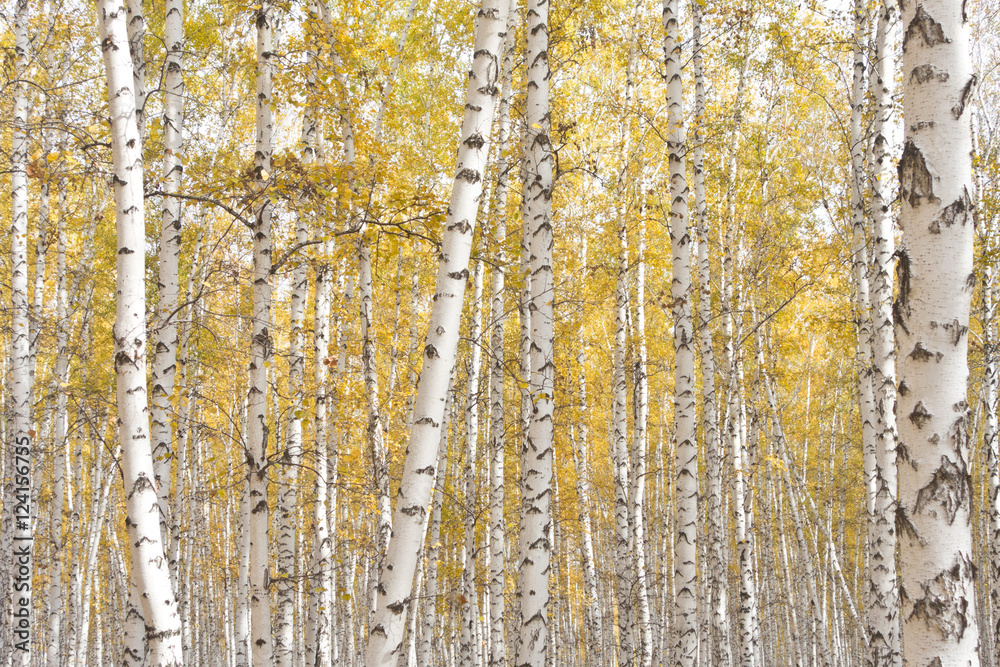 Fototapeta premium autumn birch forest