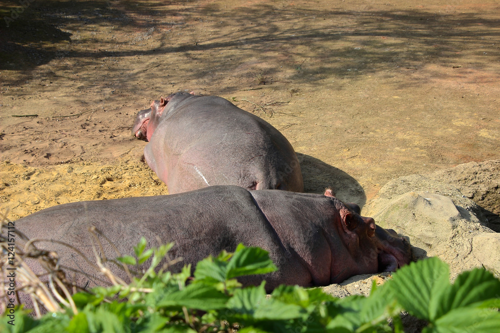 Fototapeta premium Nilpferde liegen in der Sonne