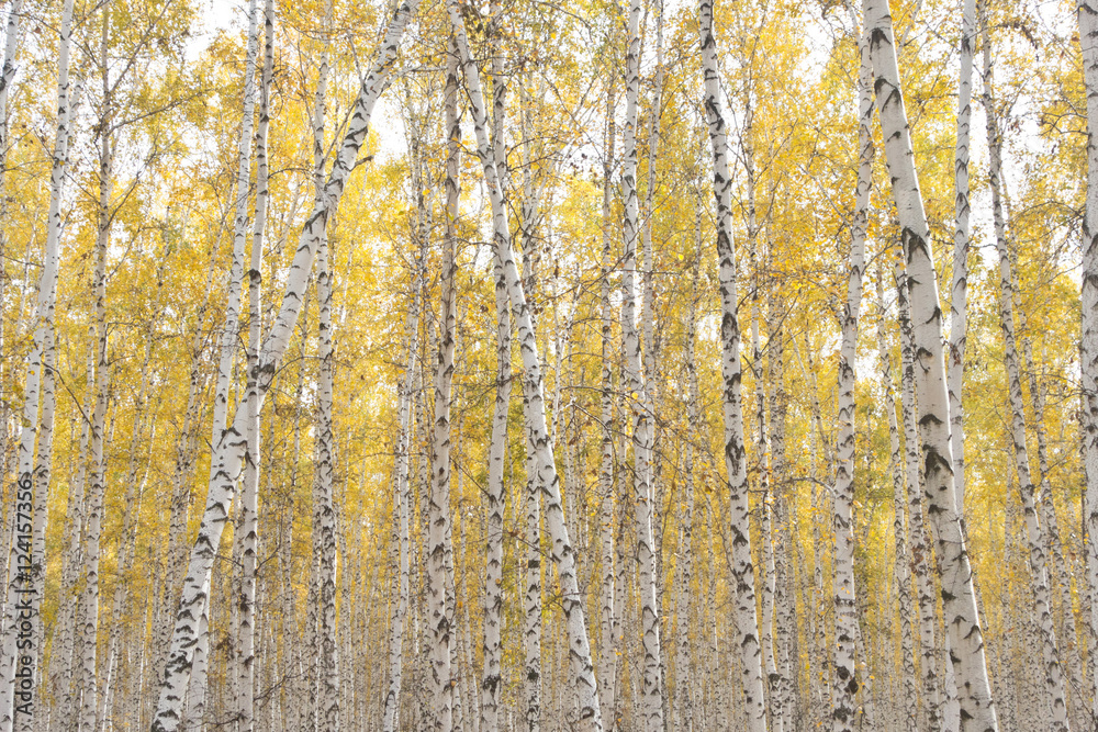 Obraz premium autumn birch forest
