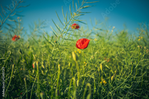 Red poppies on a green field © agni_irys